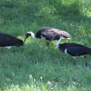 Threskiornis spinicollis at Lavington, NSW - 11 Feb 2021