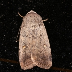 Proteuxoa (genus) (A Noctuid moth) at Melba, ACT - 7 Feb 2021 by kasiaaus