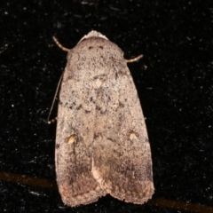 Proteuxoa (genus) (A Noctuid moth) at Melba, ACT - 8 Feb 2021 by kasiaaus