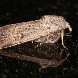 Proteuxoa (genus) at Melba, ACT - 8 Feb 2021