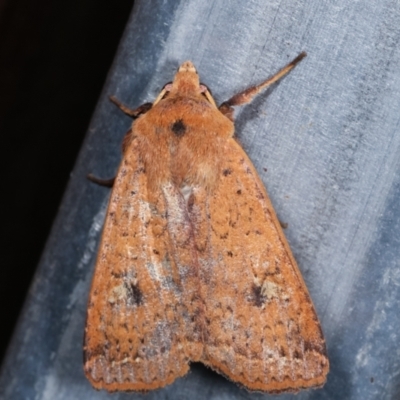 Diarsia intermixta (Chevron Cutworm, Orange Peel Moth.) at Melba, ACT - 8 Feb 2021 by kasiaaus