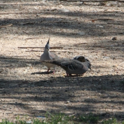 Ocyphaps lophotes (Crested Pigeon) at Albury - 10 Feb 2021 by PaulF