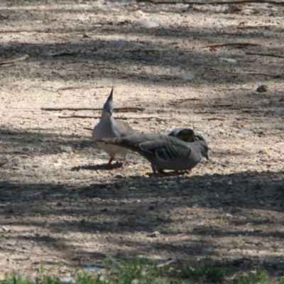 Ocyphaps lophotes (Crested Pigeon) at Lavington, NSW - 11 Feb 2021 by PaulF