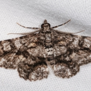 Cleora (genus) at Melba, ACT - 8 Feb 2021 09:53 PM