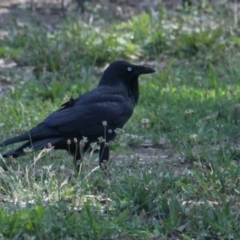 Corvus coronoides (Australian Raven) at Lavington, NSW - 11 Feb 2021 by PaulF