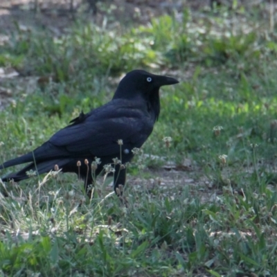 Corvus coronoides (Australian Raven) at Albury - 10 Feb 2021 by PaulF