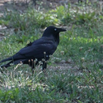 Corvus coronoides (Australian Raven) at Lavington, NSW - 11 Feb 2021 by PaulF