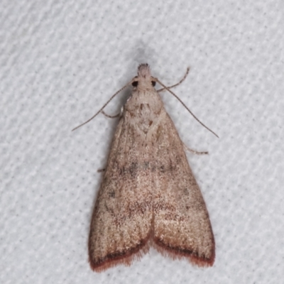 Callionyma sarcodes (A Galleriinae moth) at Melba, ACT - 8 Feb 2021 by kasiaaus