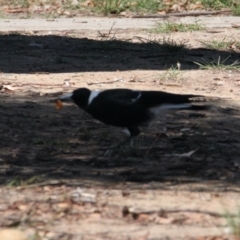 Gymnorhina tibicen (Australian Magpie) at Lavington, NSW - 11 Feb 2021 by PaulF