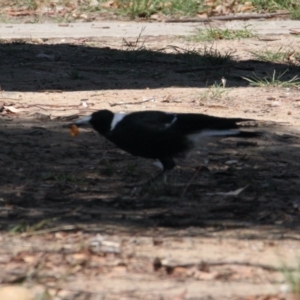 Gymnorhina tibicen at Lavington, NSW - 11 Feb 2021