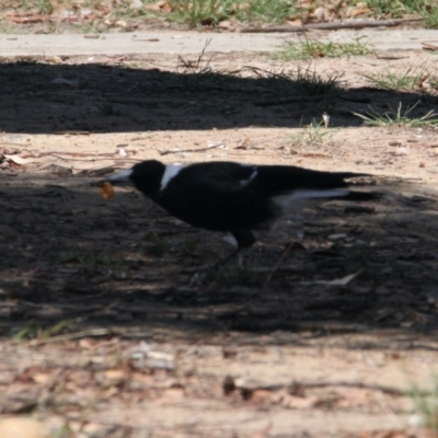 Gymnorhina tibicen (Australian Magpie) at Lavington, NSW - 11 Feb 2021 by PaulF