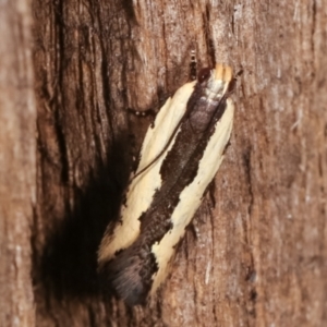 Ardozyga mesochra and similar species at Melba, ACT - 8 Feb 2021