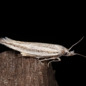 Gelechioidea (superfamily) at Melba, ACT - 8 Feb 2021 10:00 PM