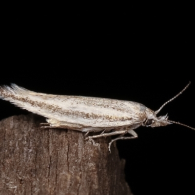 Gelechioidea (superfamily) (Unidentified Gelechioid moth) at Melba, ACT - 8 Feb 2021 by kasiaaus