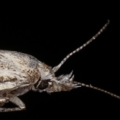 Gelechioidea (superfamily) at Melba, ACT - 8 Feb 2021 10:00 PM