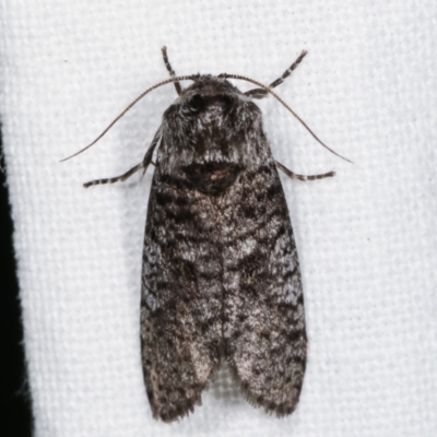 Trigonocyttara clandestina (Less-stick Case Moth) at Melba, ACT - 8 Feb 2021 by kasiaaus
