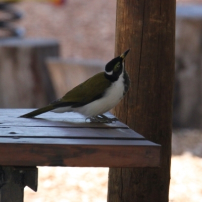 Entomyzon cyanotis (Blue-faced Honeyeater) at Lavington, NSW - 11 Feb 2021 by PaulF