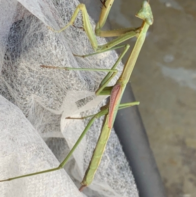 Tenodera australasiae (Purple-winged mantid) at Murrumbateman, NSW - 10 Feb 2021 by SimoneC