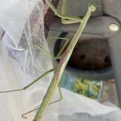 Tenodera australasiae at Murrumbateman, NSW - 10 Feb 2021 12:43 PM