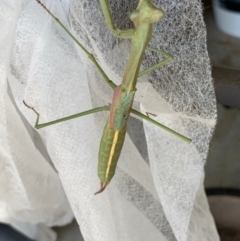 Tenodera australasiae at Murrumbateman, NSW - 10 Feb 2021 12:43 PM