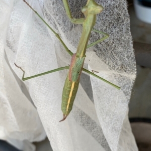 Tenodera australasiae at Murrumbateman, NSW - 10 Feb 2021