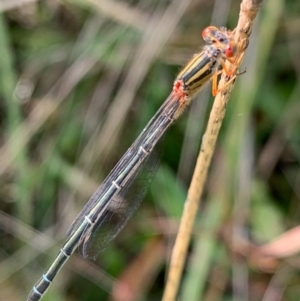 Xanthagrion erythroneurum at Murrumbateman, NSW - 11 Feb 2021