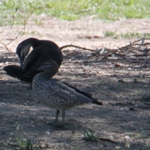 Chenonetta jubata at Lavington, NSW - 11 Feb 2021