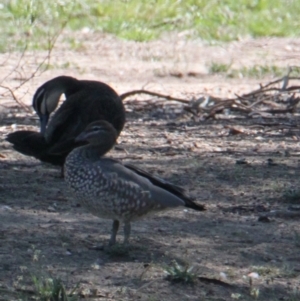 Chenonetta jubata at Lavington, NSW - 11 Feb 2021 10:56 AM