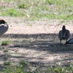 Chenonetta jubata (Australian Wood Duck) at Albury - 10 Feb 2021 by PaulF