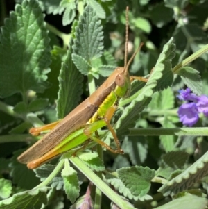 Bermius brachycerus at Murrumbateman, NSW - 10 Feb 2021