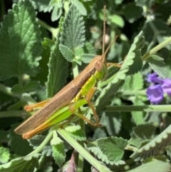 Bermius brachycerus (A grasshopper) at Murrumbateman, NSW - 10 Feb 2021 by SimoneC