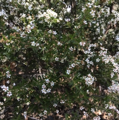 Sannantha sp. at Australian National University - 11 Feb 2021 by TimYiu