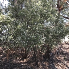 Sannantha sp. at Acton, ACT - 11 Feb 2021