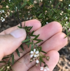 Sannantha sp. at Acton, ACT - 11 Feb 2021