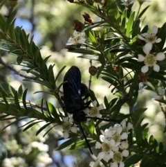 Austroscolia soror (Blue Flower Wasp) at Acton, ACT - 11 Feb 2021 by TimYiu