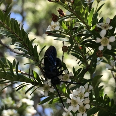 Austroscolia soror (Blue Flower Wasp) at Acton, ACT - 11 Feb 2021 by TimYiu