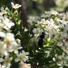 Unidentified Wasp (Hymenoptera, Apocrita) at Acton, ACT - 11 Feb 2021 by TimYiu