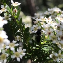 Apocrita (suborder) at Acton, ACT - 11 Feb 2021