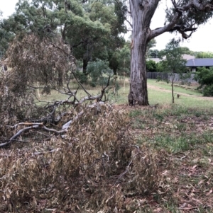 Eucalyptus melliodora at Hughes, ACT - 27 Jan 2021 05:04 PM