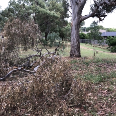 Eucalyptus melliodora (Yellow Box) at Red Hill to Yarralumla Creek - 27 Jan 2021 by ruthkerruish