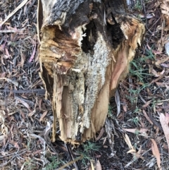 Eucalyptus melliodora at Hughes, ACT - 27 Jan 2021