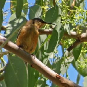 Acanthorhynchus tenuirostris at Jerrabomberra, NSW - 11 Feb 2021
