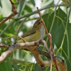 Smicrornis brevirostris (Weebill) at Jerrabomberra, NSW - 11 Feb 2021 by RodDeb