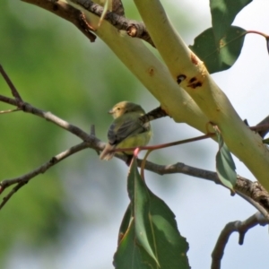 Smicrornis brevirostris at Jerrabomberra, NSW - 11 Feb 2021