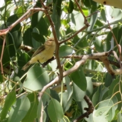 Smicrornis brevirostris at Jerrabomberra, NSW - 11 Feb 2021