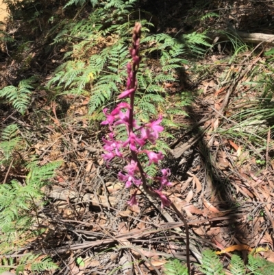 Dipodium roseum (Rosy Hyacinth Orchid) at Coree, ACT - 11 Feb 2021 by AdamMc