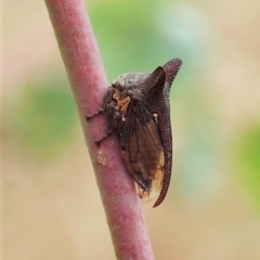 Pogonella minutus (Tiny two-spined treehopper) at Mount Painter - 9 Feb 2021 by CathB