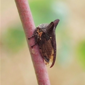 Pogonella minutus at Holt, ACT - 10 Feb 2021 10:27 AM