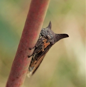 Pogonella minutus at Holt, ACT - 10 Feb 2021