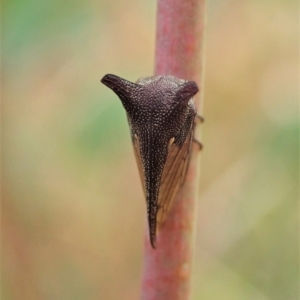 Pogonella minutus at Holt, ACT - 10 Feb 2021